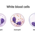 WHITE BLOOD CELLS