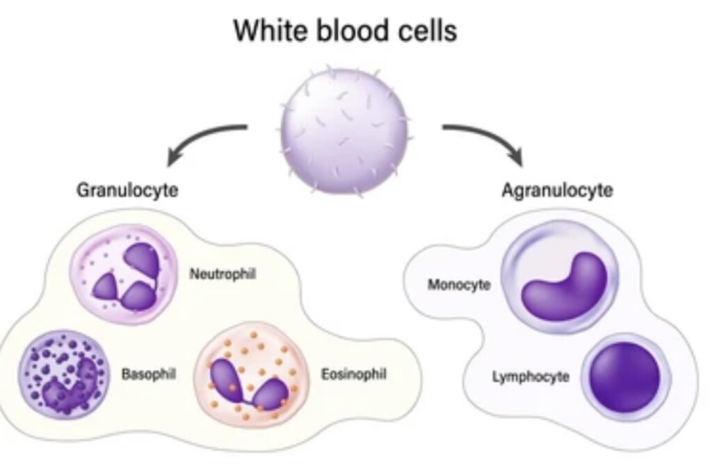 WHITE BLOOD CELLS