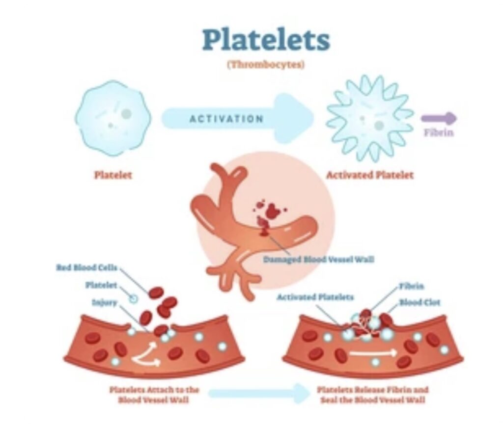 WHAT ARE BLOOD PLATELETS