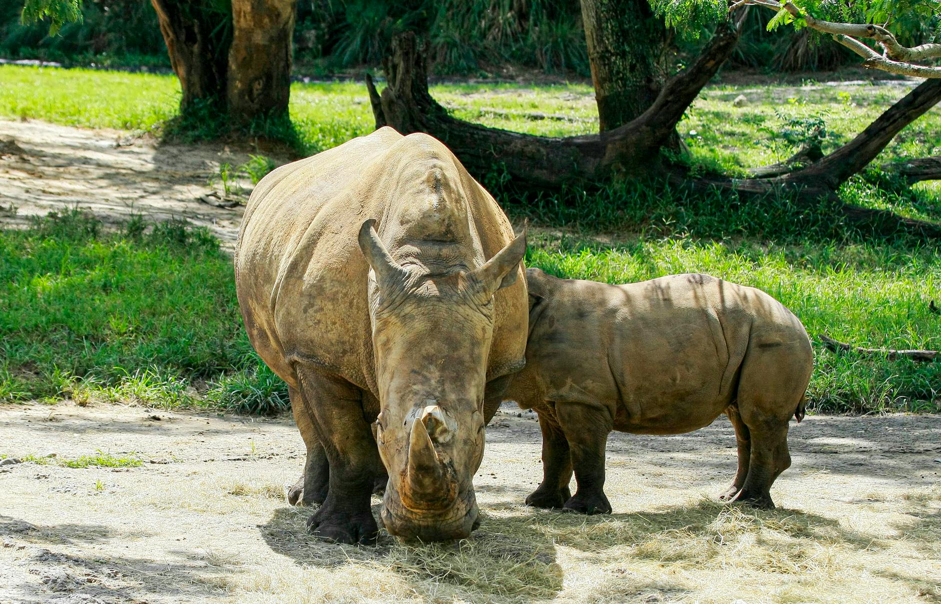 rhinos in zoo