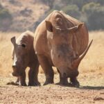 Rhinoceros Species, Habitat, & Facts