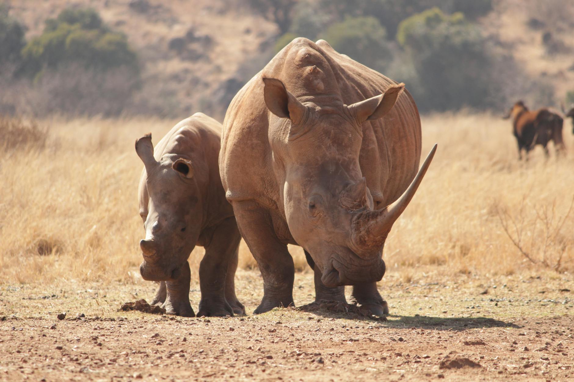 Read more about the article Rhinoceros Species, Habitat, & Facts