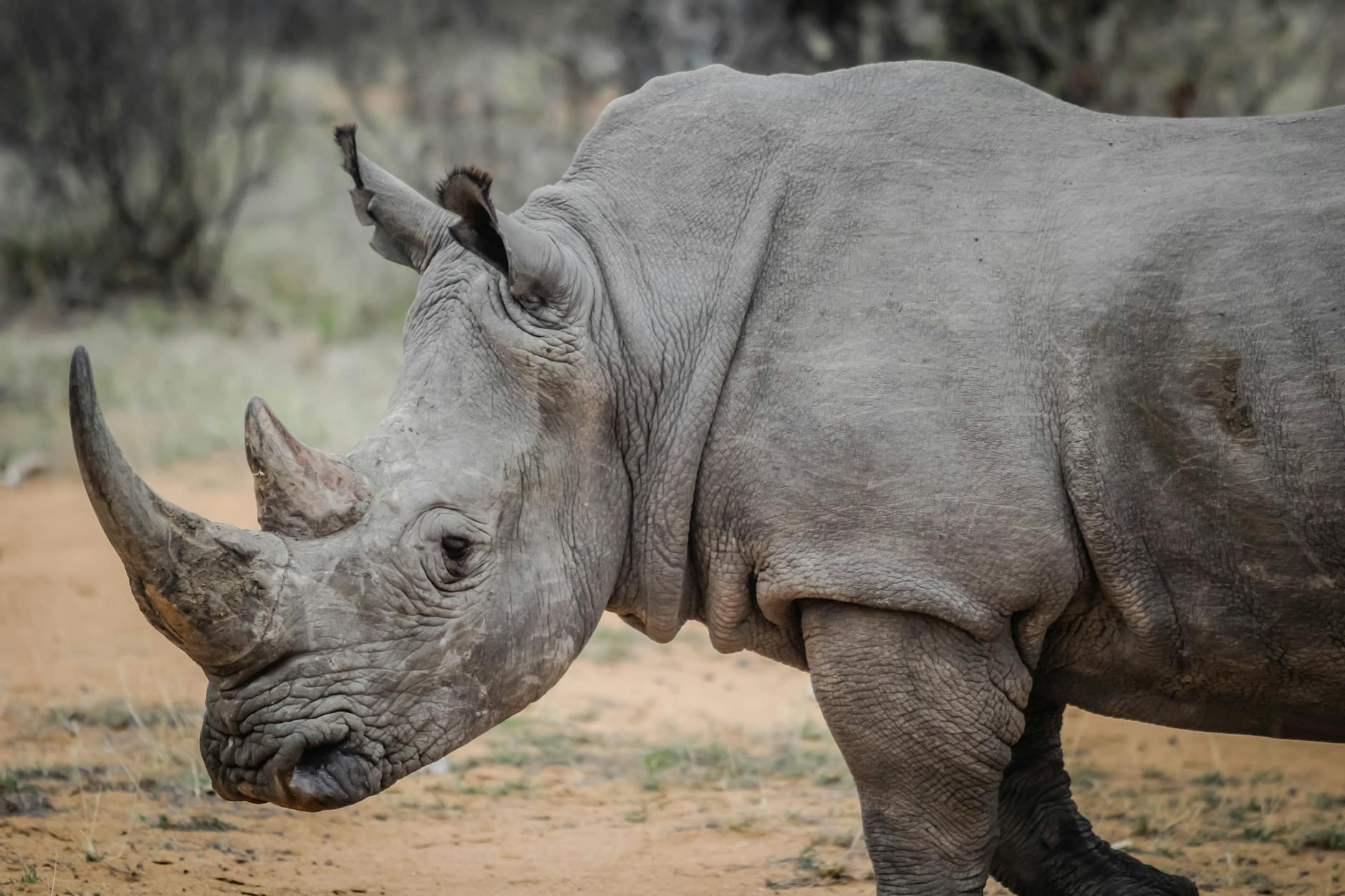 gray rhinoceros in close up photography